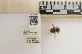 Media type: image;   Entomology 788367 Aspect: Labels